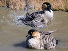 Hawaiian Goose (WWT Slimbridge September 2013) - pic by Nigel Key